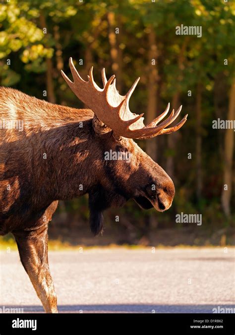 Wild Moose Walking About In The Anchorage Area Of Alaska This Young