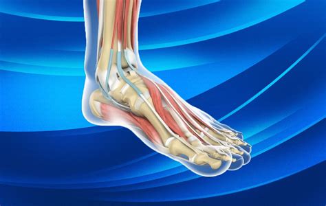 Ankle Anatomy And Injuries Muscles And Ligaments