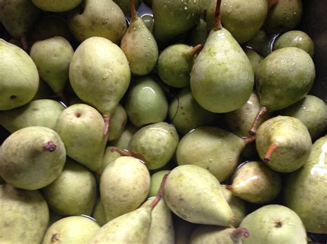 Pear buds, blossoms, and fruit 2017 - General Fruit Growing - Growing Fruit
