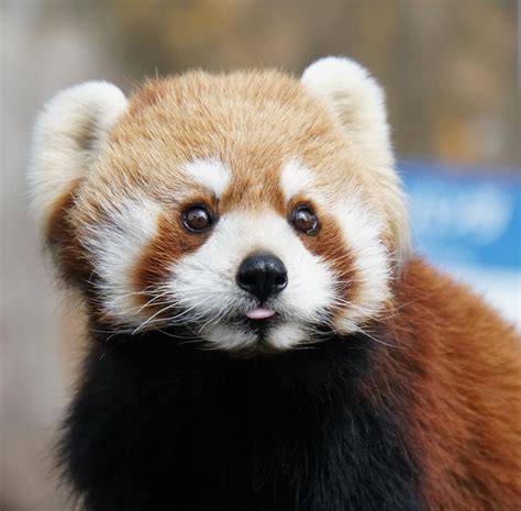 Baby Red Panda mlem : r/mlem