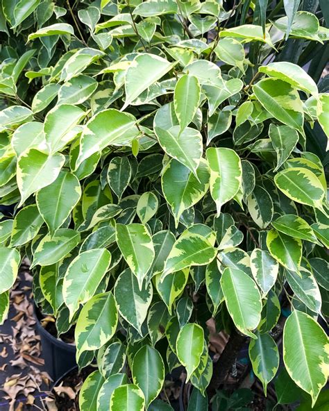 Buy Ficus Benjamina Variegata Variegated Weeping Fig Free Shipping Over 100