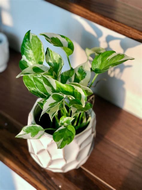 Rare Variegated Pothos - Pothos Plant