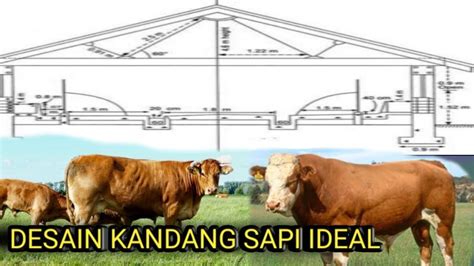 Ukuran Kandang Sapi Yang Ideal Youtube