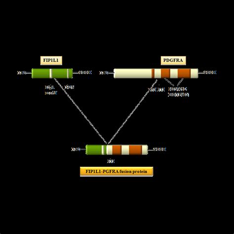 Fip1l1 Pdgfra Gene Rearrangement Detection Cost In Delhi Gdic