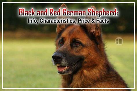 Black and Red German Shepherd: Info, Characteristics, Price & Facts