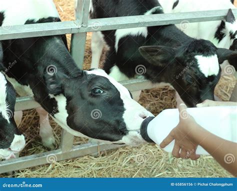 Feeding Orphan Baby Calf Stock Photo Image Of Milk Orphan 65856156