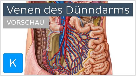 Venen Des D Nndarms Verlauf Und Funktion Vorschau Kenhub Youtube