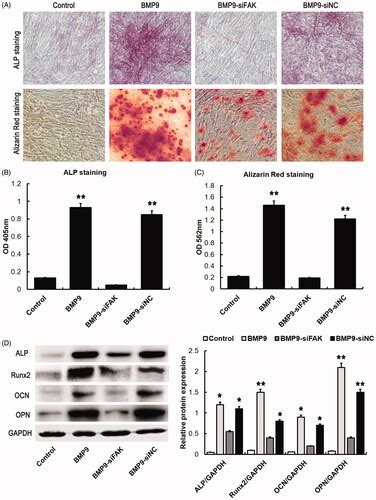 Full Article Fak Mediates Bmp9 Induced Osteogenic Differentiation Via