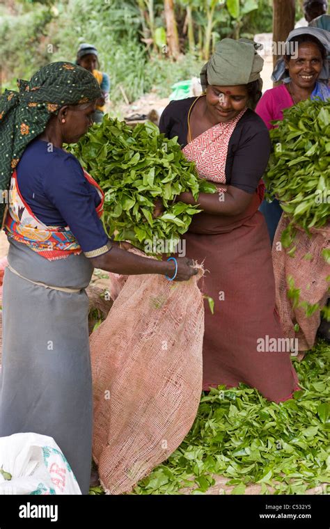 Women Plantation Workers Load Bags Full Of Tea Leaves To Get Them