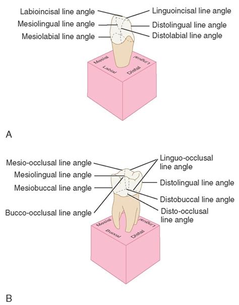 Introduction To Dental Anatomy Dental Anatomy Physiology And