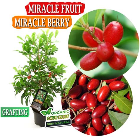 Jual Bibit Miracle Fruit Buah Ajaib Miracle Berry Sambung Pucuk