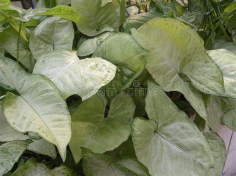 Folha Verde E Branca Da Cor Da Planta Do Caladium Imagem De Stock