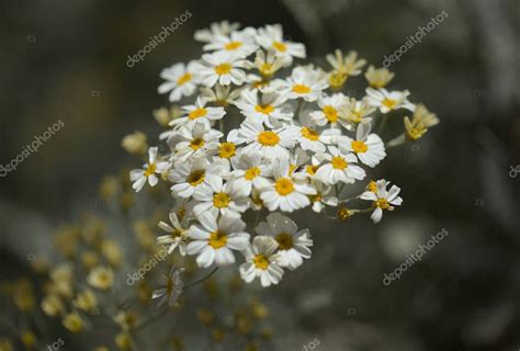 Flora De Gran Canaria Hojas De Gonospermum Ptarmicaeflorum Aka Tansy