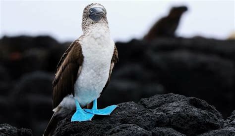 Types of Birds With Webbed Feet: Avid Avian Swimmers - Spark Lark