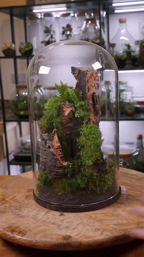 Moss Tower Terrarium How-To | Moss garden, Moss terrarium, Garden terrarium