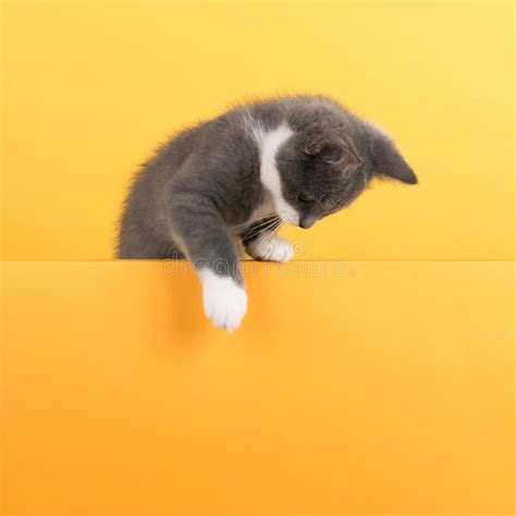 Gato Cinza Bonito De Fundo Amarelo Olha E Toca Banner Comercial