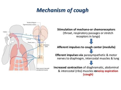 Cough Suppressants And Expectorants