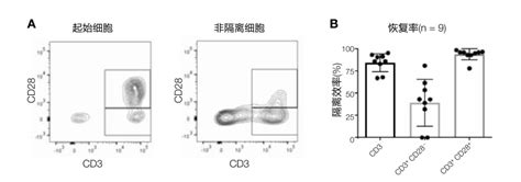 Gibco CTS Dynabeads 磁珠的实验方法 化工仪器网