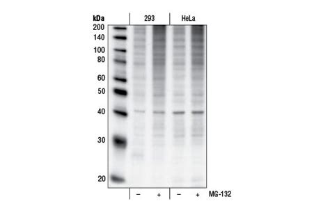 MG-132 | Cell Signaling Technology