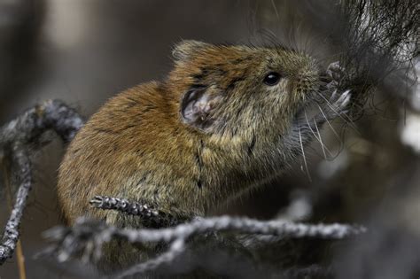 Northern Red Backed Vole From Lower Dewey Lake Trail Skagway AK 99840