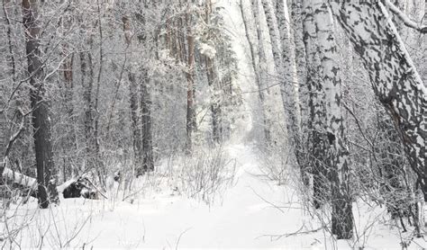 Birch forest stock image. Image of lonely, walk, rustic - 46952311