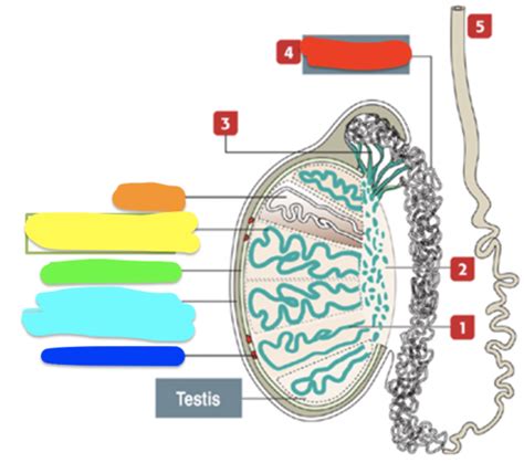 Male Reproductive Histology Flashcards Quizlet