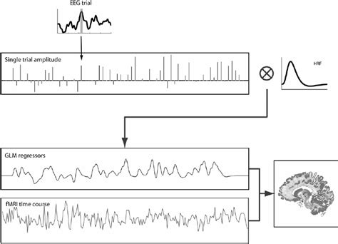 Schematic Of Single Trial Eeg Informed Fmri Mapping To Identify Brain