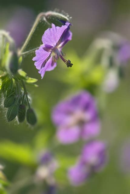 Geranium Phaeum Bunga Ungu Foto Gratis Di Pixabay Pixabay