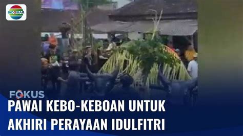 Tradisi Unik Mengakhiri Perayaan Idulfitri Masyarakat Suku Using Gelar