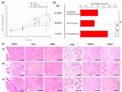 In Vivo Antitumor Effect Of Dox O Cmcts Ves In D A Relative Body