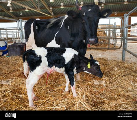 Dairy Cows And Their Newborn Calves