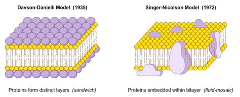 Membrane Models Bioninja