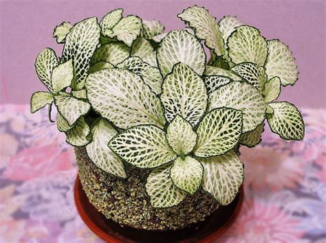 Цветок фиттония: фото, виды, особенности ухода