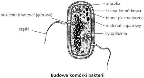 Biologia nauka o życiu Komórka roślinna