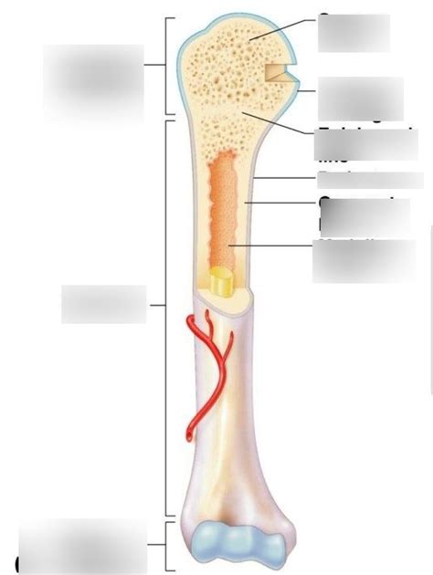 Structure Of Long Bone Diagram Quizlet