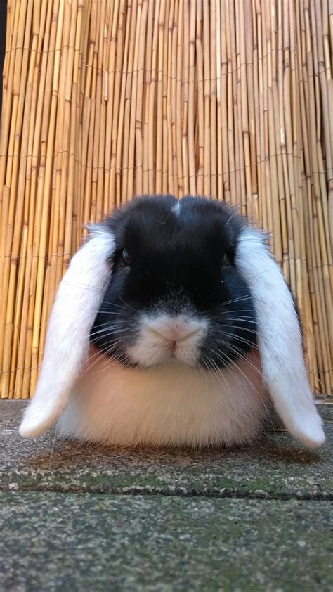Meet Otis : r/Rabbits