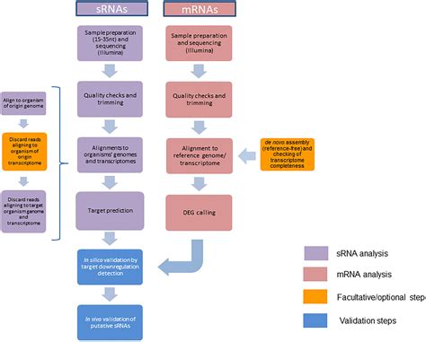 Frontiers A Bioinformatics Pipeline For The Analysis And Target