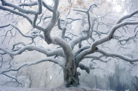 Premium Ai Image Oak Tree Branches Covered In Delicate Frost Crystals