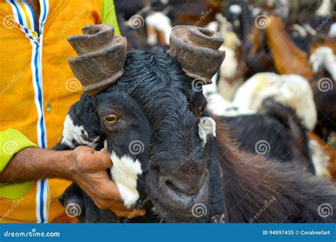 Holding Head Of Goat With Unique Horns Stock Image Image Of Goats