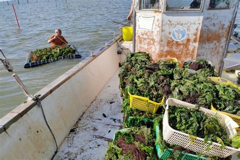 Via Libera A Rinnovo Deroga Ue Per Pesca Vongole Adriatico Altre News