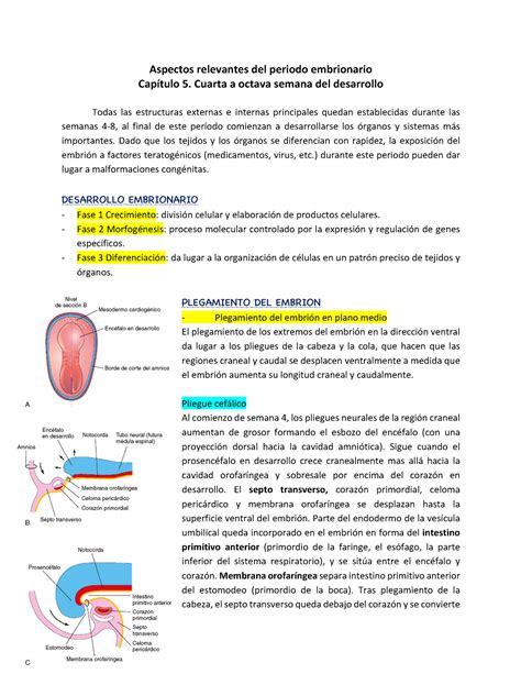Semanas 4 8 Del Embarazo Periodo Embrionario Aspectos Relevantes Del