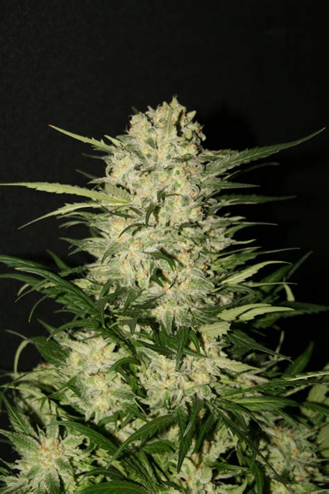 Northern Light Royal Queen Seeds Cannabis Strain Gallery