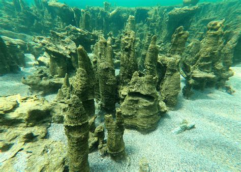 Living Rocks New Microbialites Discovered In Turkey S Lake Van