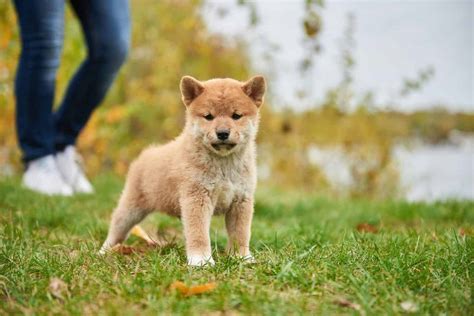 Shiba Inu Puppies: Pictures, Adoption Tips, and More! - A-Z Animals