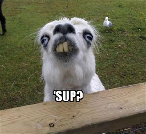 funny animal pictures   day funny animals funny animal memes