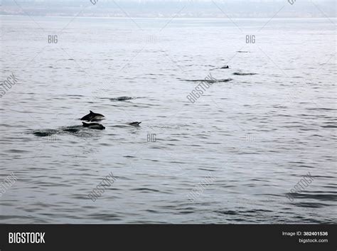 Dolphin. Common Image & Photo (Free Trial) | Bigstock