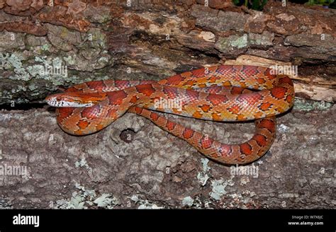 Corn Snake Pantherophis Guttatus Controlled Conditions North