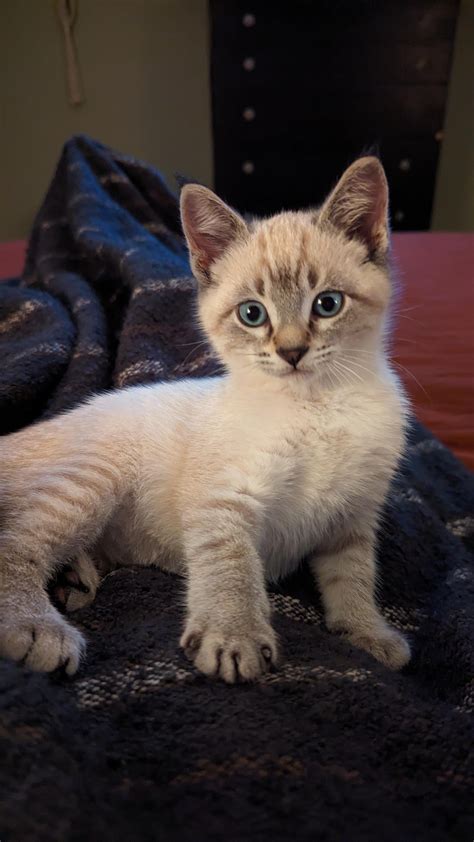 We think our new baby Willow might be half lynx point Siamese, what do