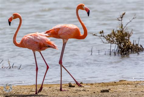 Flamingos At Lac Bay Bonaire Beautiful Islands Mangrove