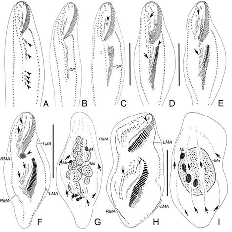 PDF Morphology And Morphogenesis Of A New Soil Ciliate Holostichides